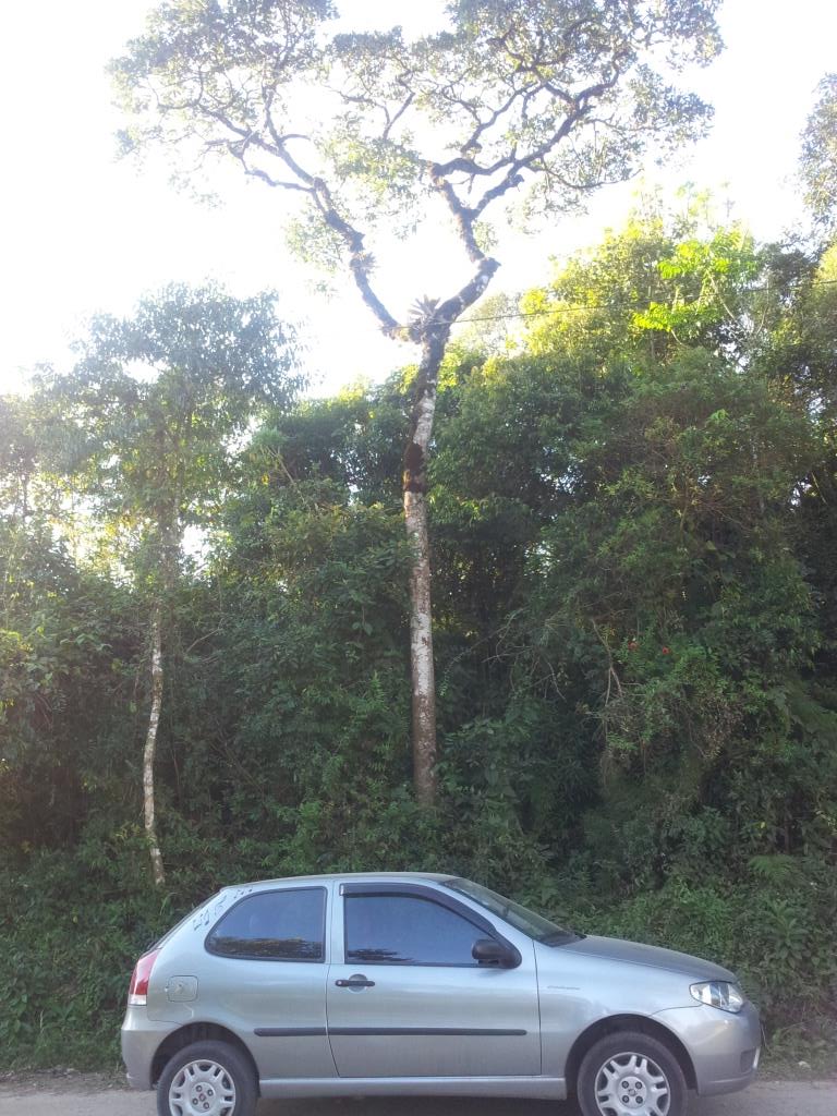 Este é meu carro. Mereceu uma foto e um descanso na sombra dessa árvore.